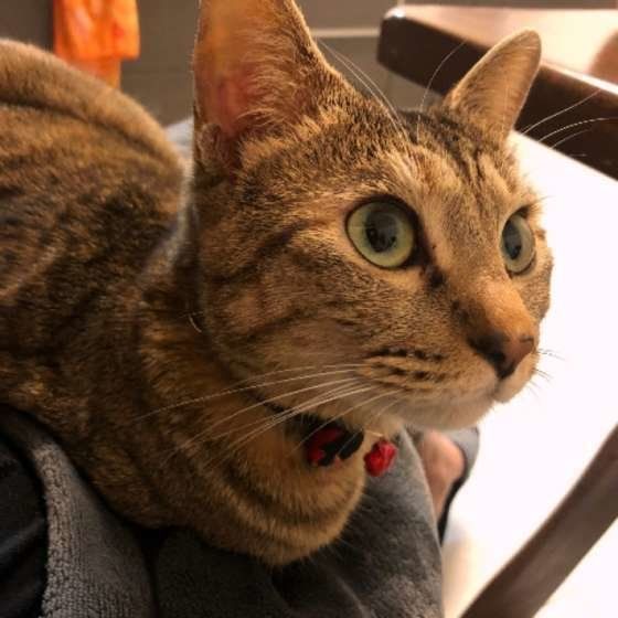 MIXキジトラの椛（もみじ）ちゃん