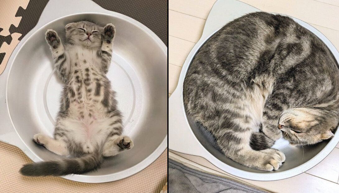 まんぼうくんの成長ビフォーアフター