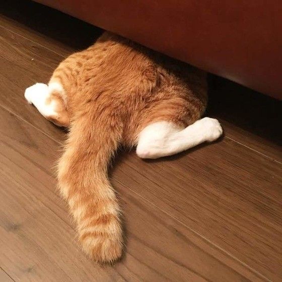 茶白猫のおしり