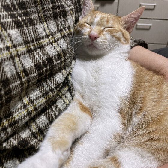 抱っこが大好きなMIX猫