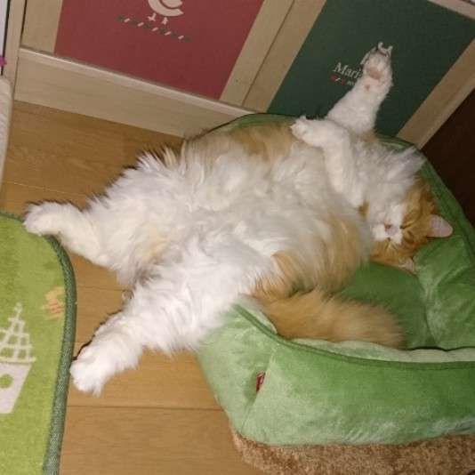 緑のベッドで寝ているぺこちゃん