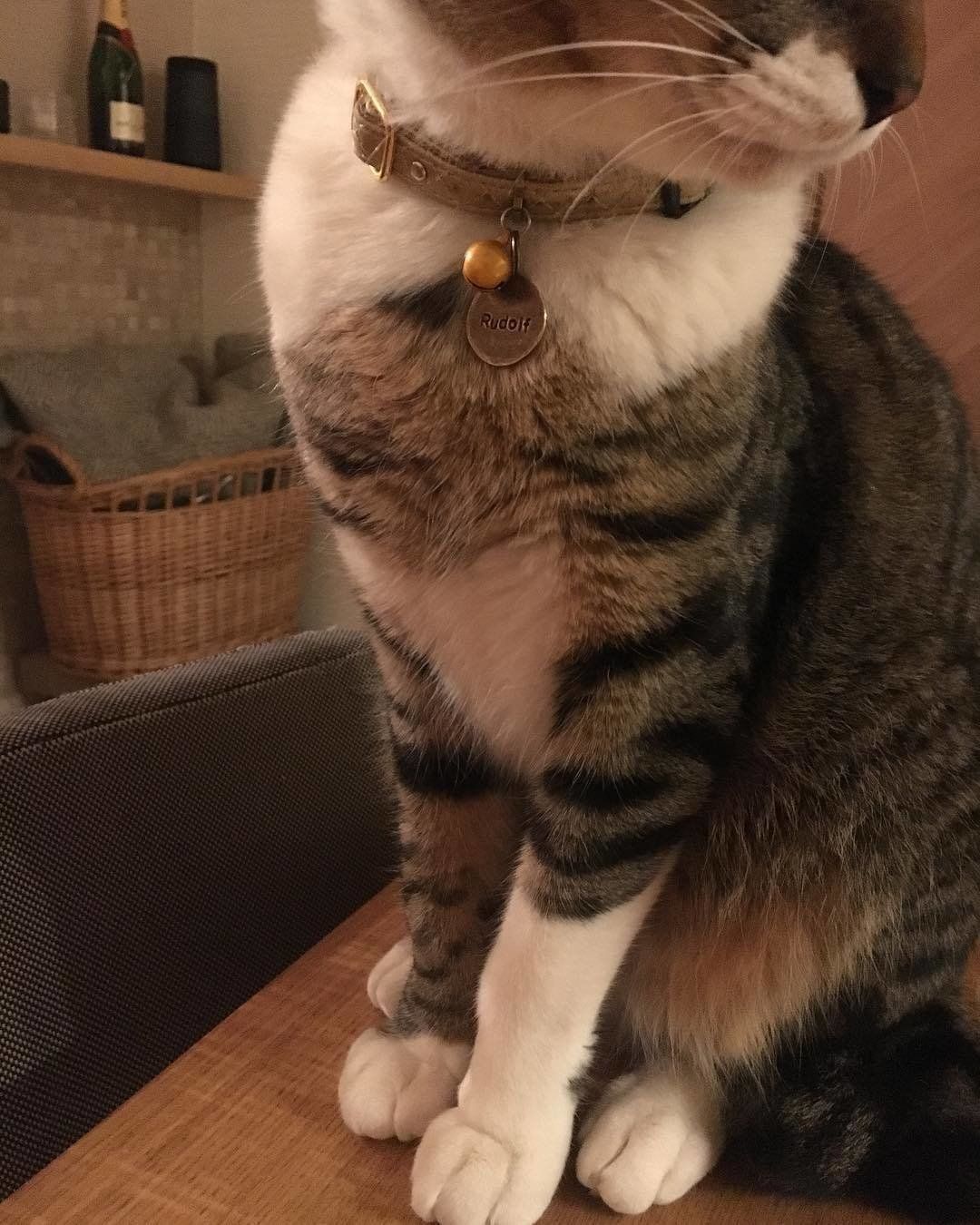 首輪がとっても似合うルドルフくん