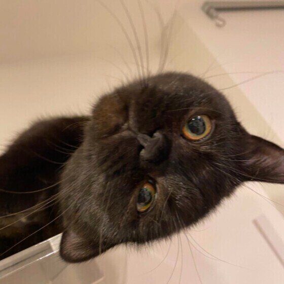 見つめるエキゾチックショートヘア