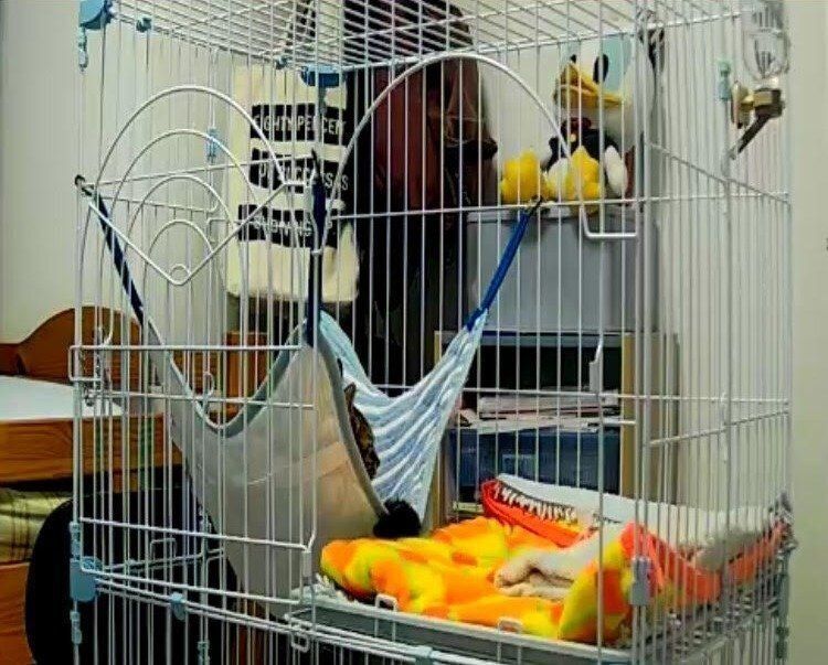 画像／2018年４月号「ちょっとの心がけで、絆はもっと強まる　猫の留守番ビフォーアフターにすること」