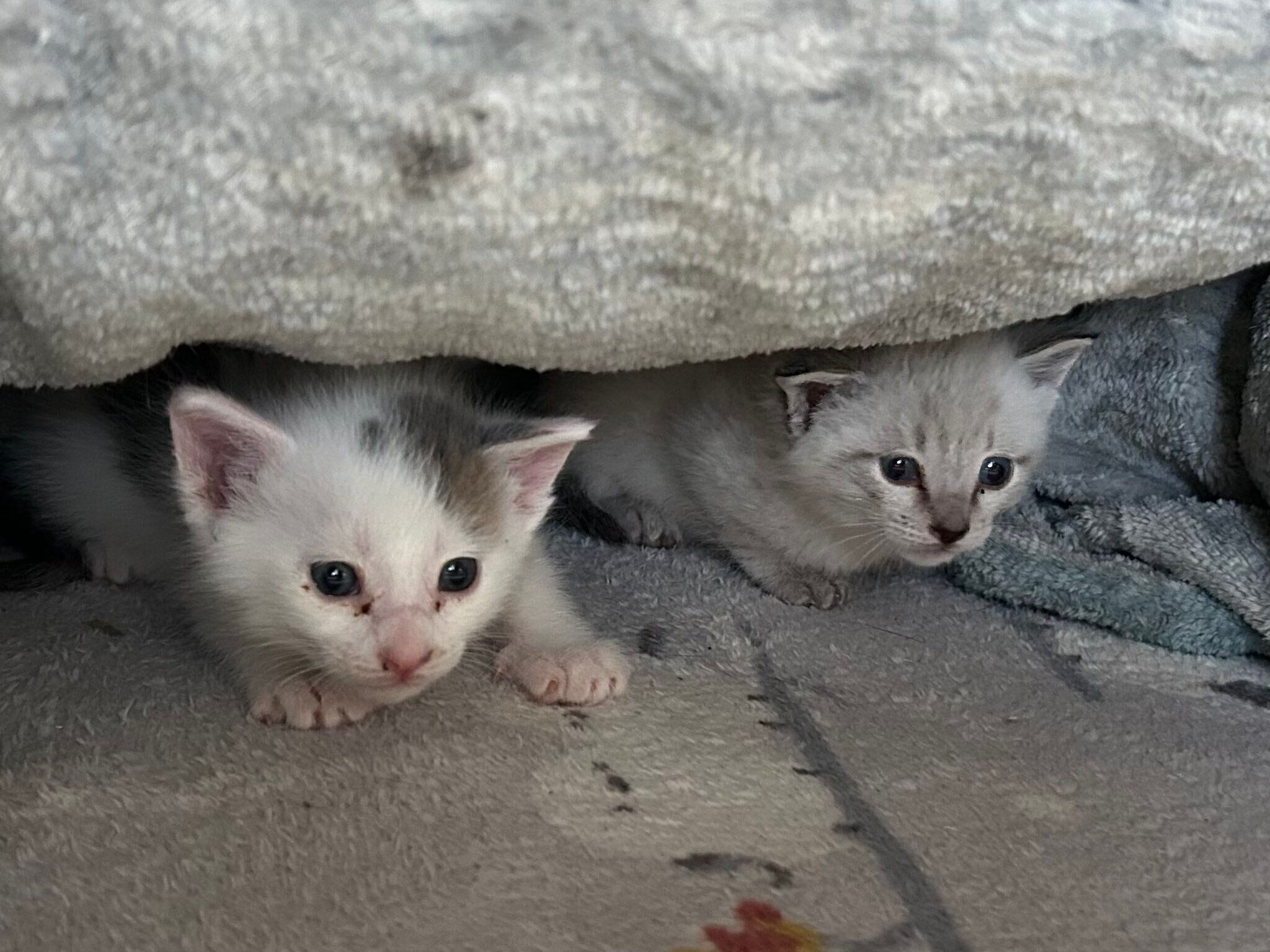 こたつの窪みで落ち着くうーしーくん、しゃぽくん