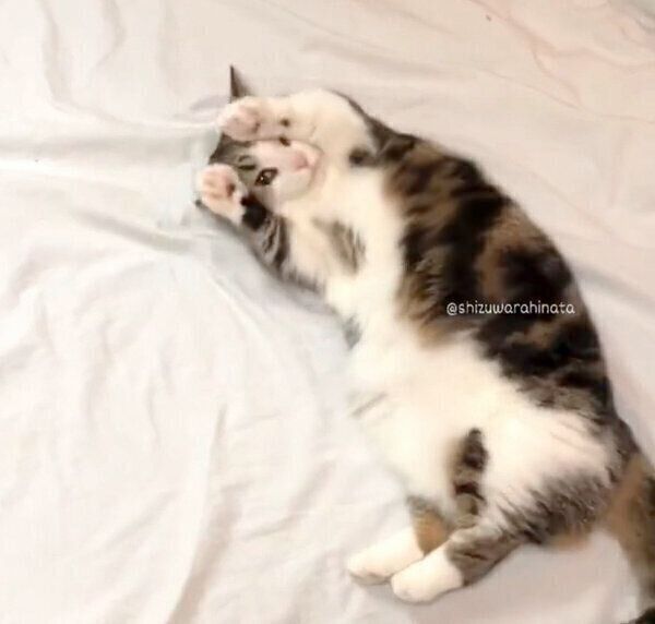 洗いたてのシーツを毛だらけにする、ひなたくん