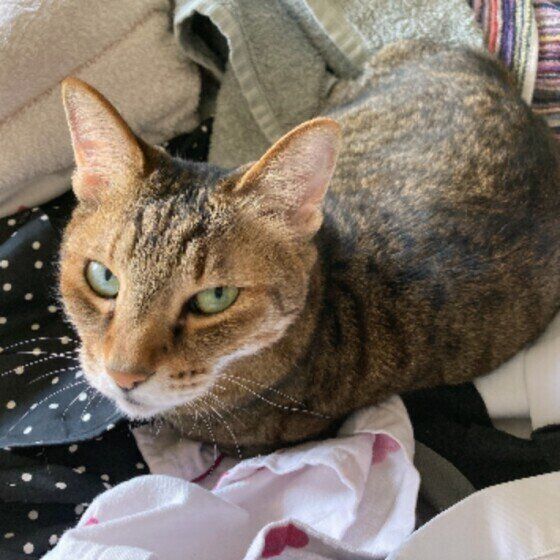 洗濯物に乗る猫