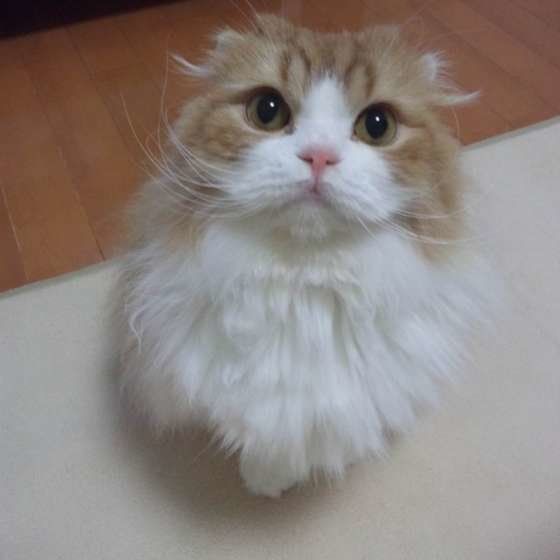 スコティッシュフォールド