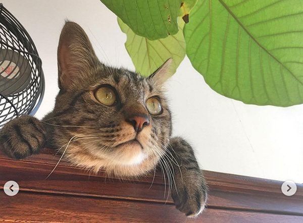 監視するキジトラ