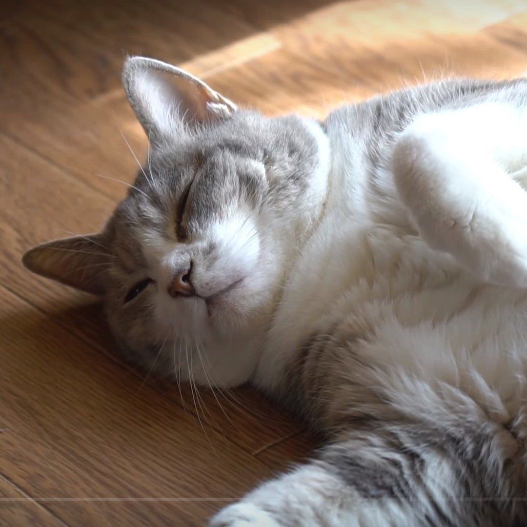 ひなたぼっこをする猫