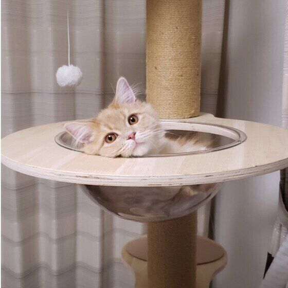 スコティッシュフォールドのフクくん