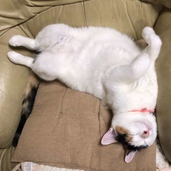 ヘソ天する三毛猫