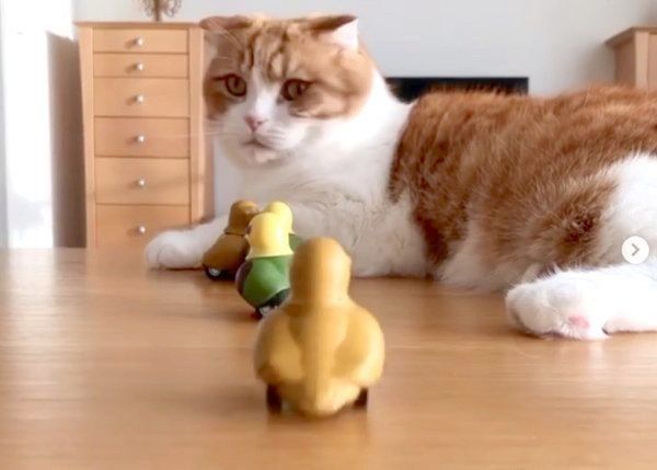 くつろぐまーるくん