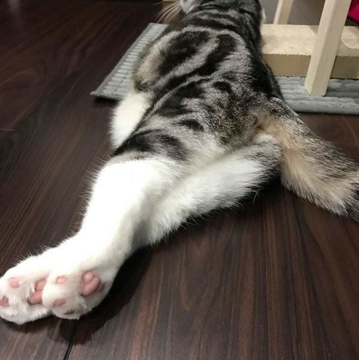獣医師が解説 猫が臭いおならをするのはなぜ 原因と対処法とは ねこのきもちweb Magazine 獣医師が解説 猫が臭いおならをするのはなぜ 原因と対処法とは ねこのきもちweb Magazine