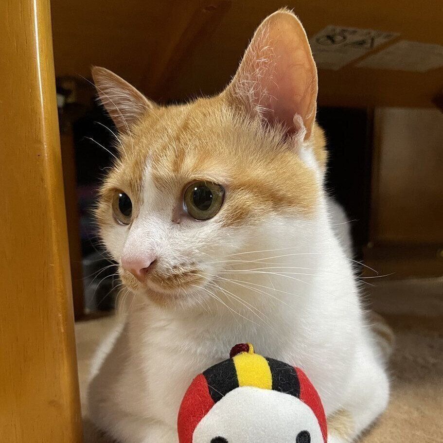 くつろぐせんちゃん