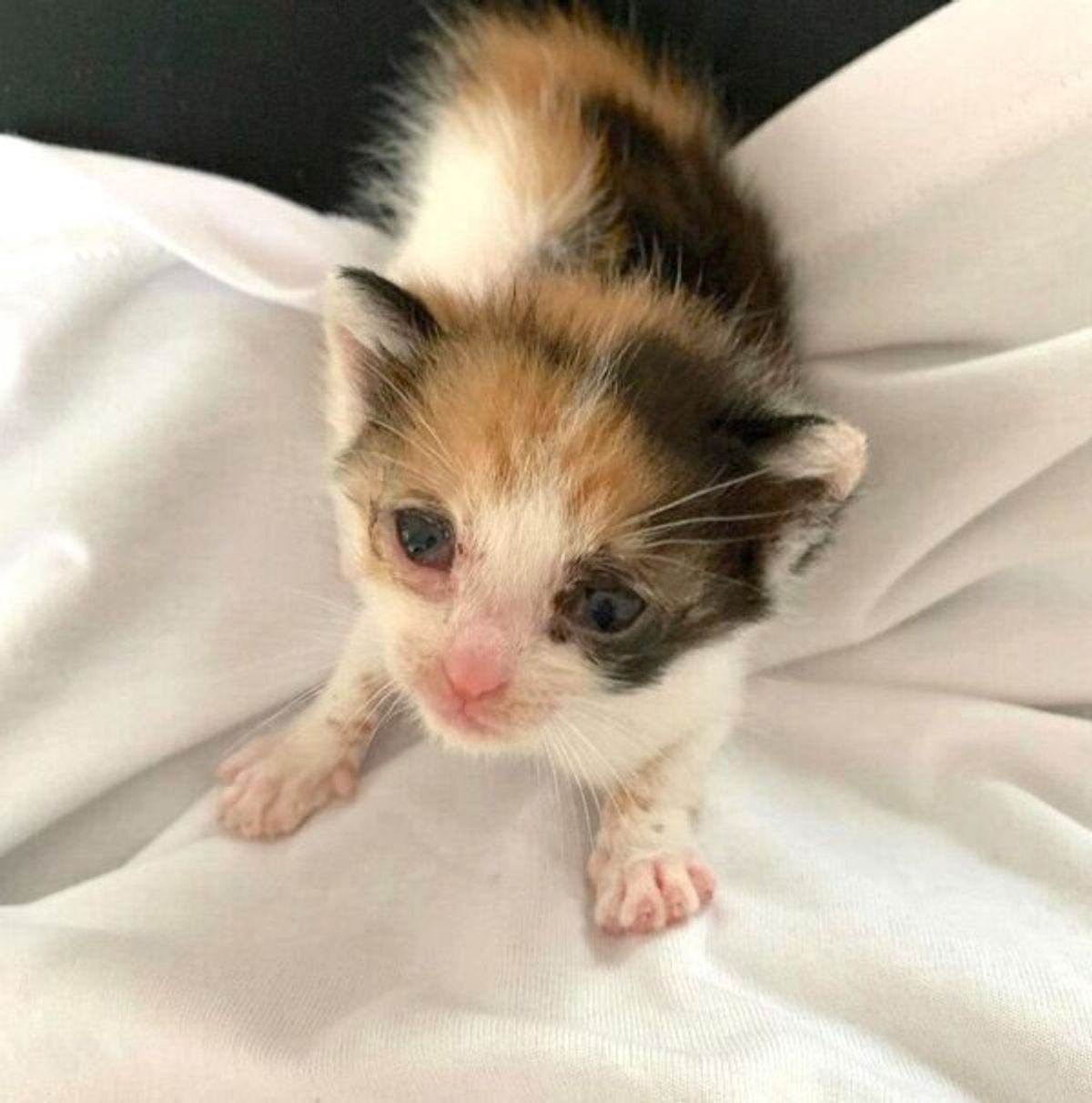 母猫とはぐれた三毛の子猫を保護 初めての育児や成長の様子を飼い主が語る ねこのきもちweb Magazine 母猫とはぐれた三毛の子猫を保護 初めての育児や成長の様子を飼い主が語る ねこのきもちweb Magazine
