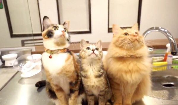 リズムに乗ってシンクロするひじきちゃん、しじみちゃん、いなりくん