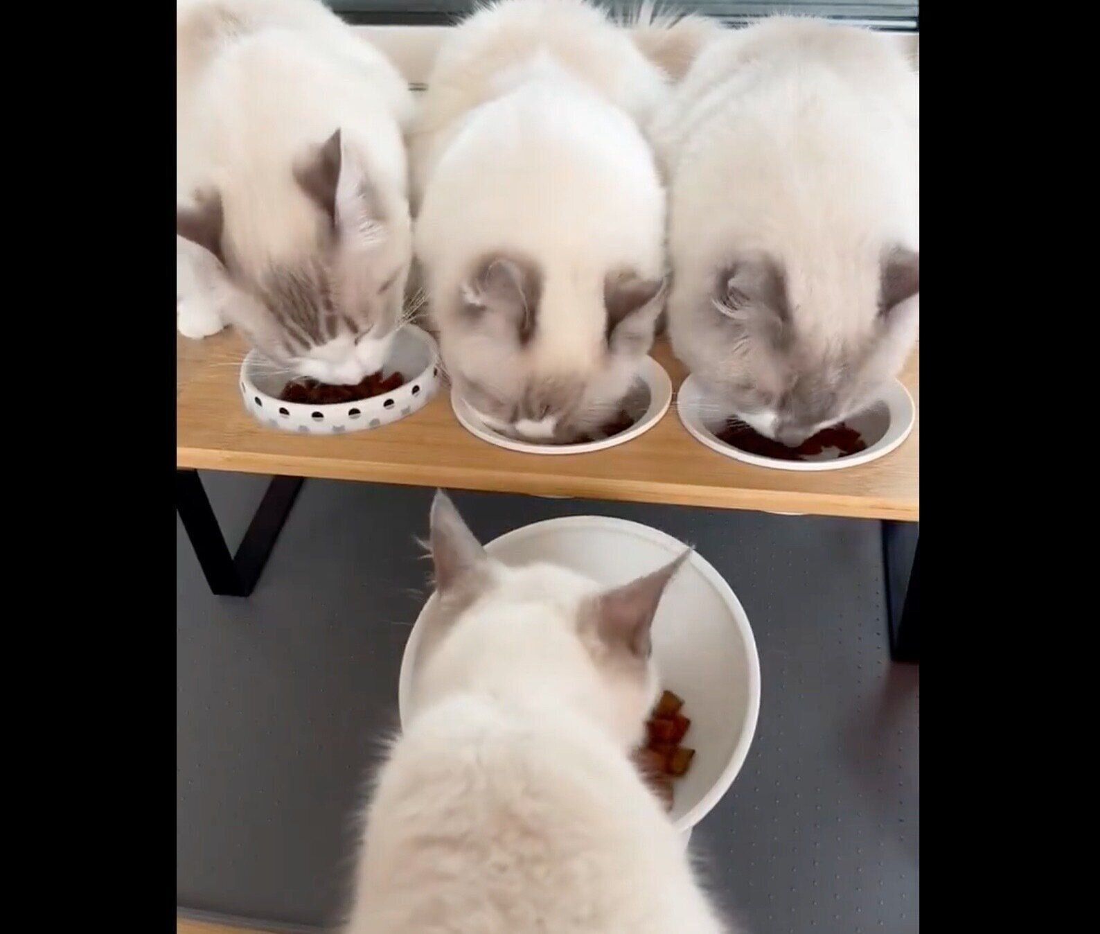 ゴハンを食べる猫たち