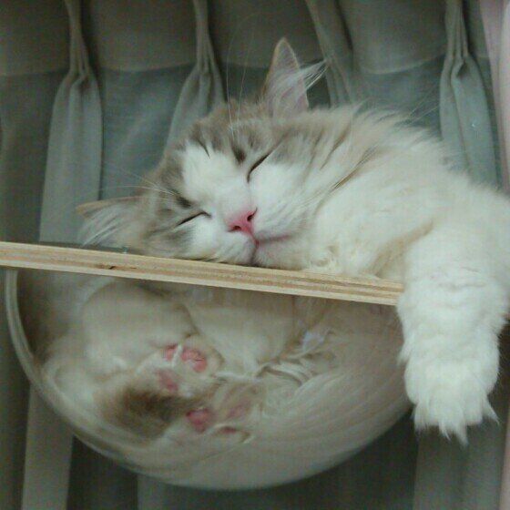 ラグドール・紺碧くん