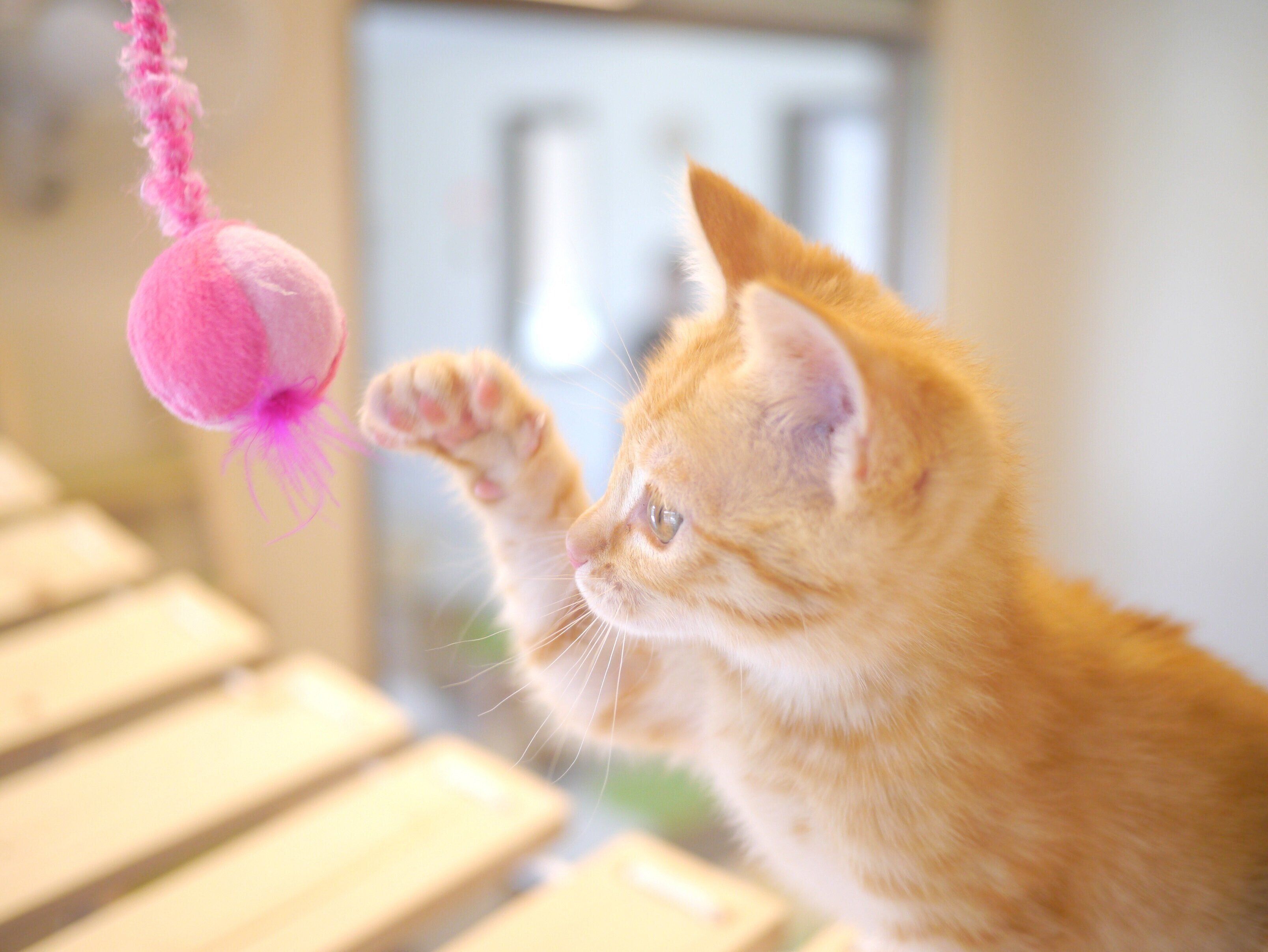 提供／三重県動物愛護推進センター