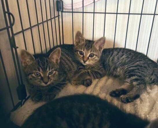 推定生後3カ月頃の2匹の猫