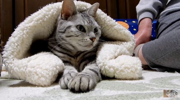 かまってほしい猫