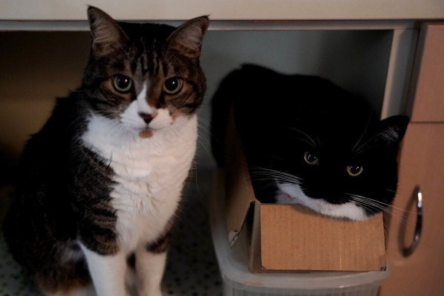 ゴハンを待つあおばくんとうにくん