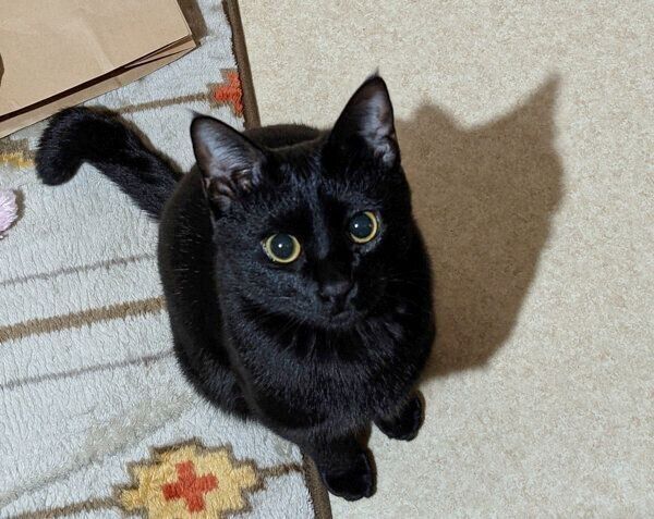 おねだりをするむーたん