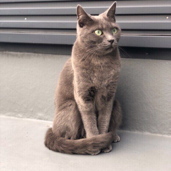 グレちゃんのしっぽマフラー