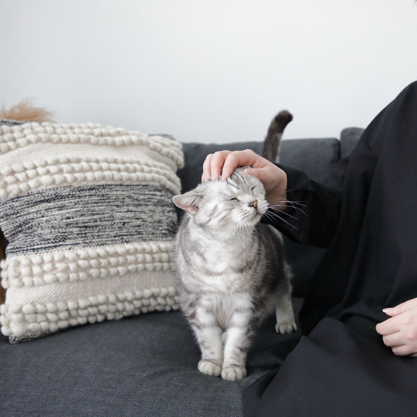 猫からの10の いいね のサイン 落ち着く それとも ワクワクしてる ねこのきもちweb Magazine 猫からの10の いいね のサイン 落ち着く それとも ワクワクしてる ねこのきもちweb Magazine