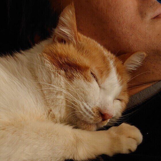 飼い主さんと一緒に寝る猫