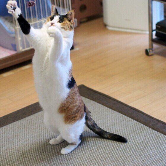 MIXのルビーちゃん