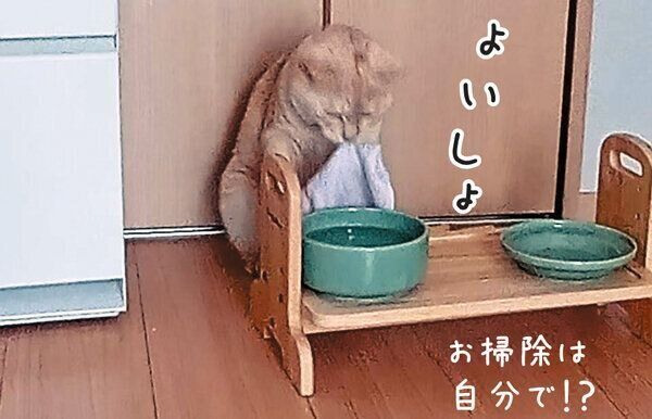 猫のれおくん