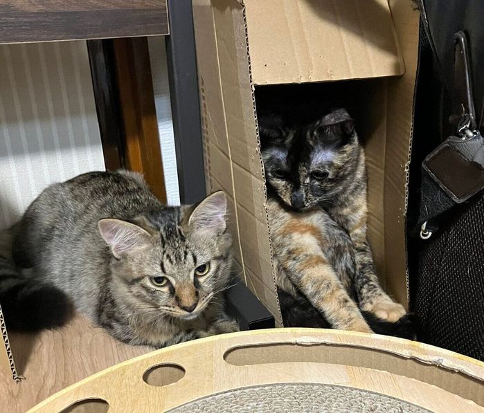 狭いところでも一緒にいたいみことくん、こまちちゃん
