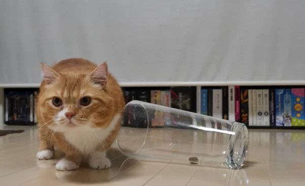 足が短くて飼い主さんに助けを求めるマンチカン