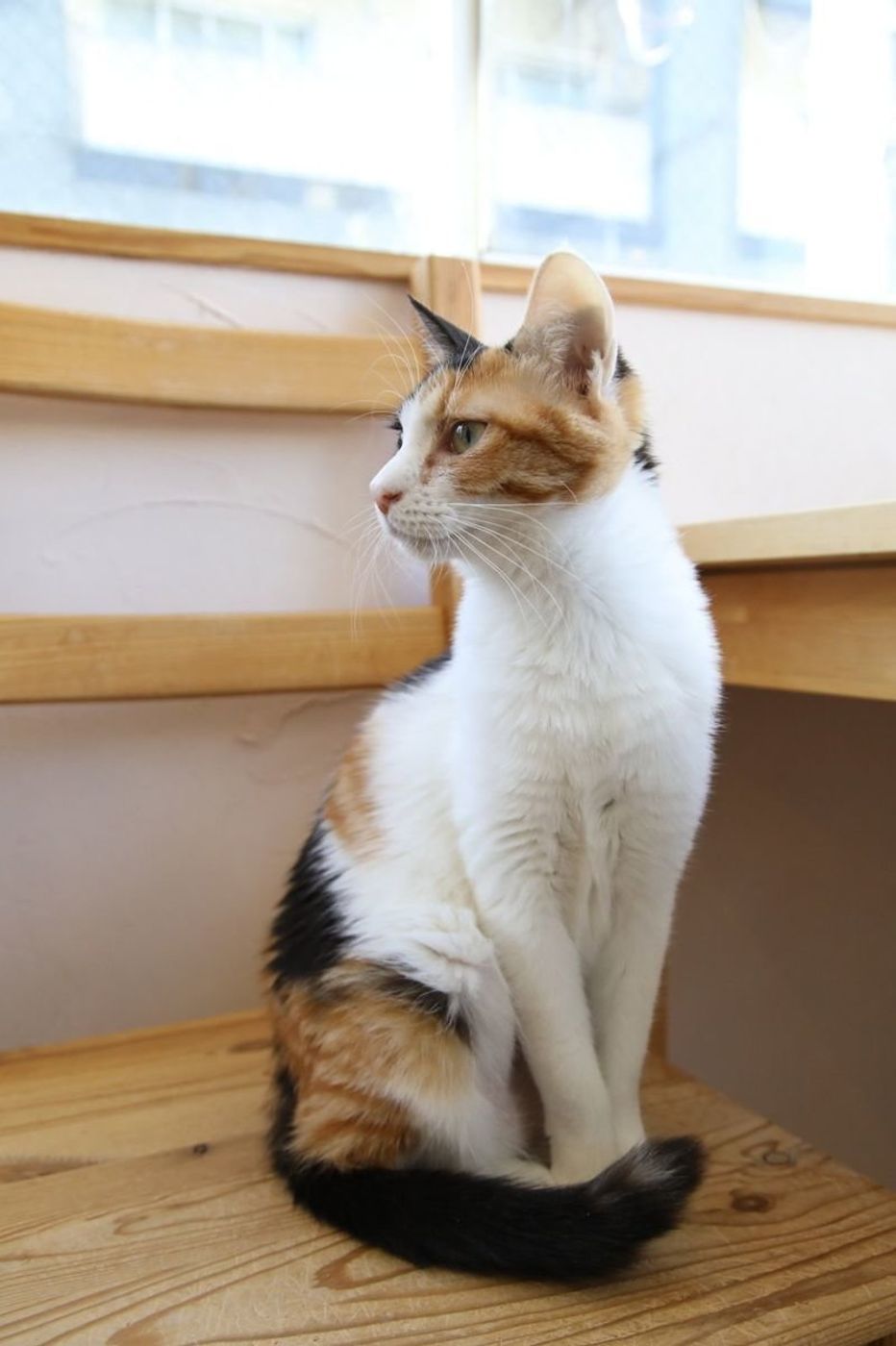 猫のしっぽに表れる感情をチェック 先だけを動かすのってどんな気持ちか知ってる ねこのきもちweb Magazine 猫のしっぽに表れる感情をチェック 先だけを動かすのってどんな気持ちか知ってる ねこのきもちweb Magazine