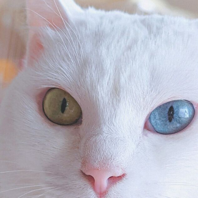 健康なときの雪月ちゃんのアップ写真