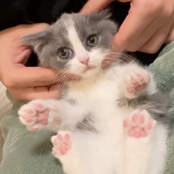 生後2カ月のおそばちゃん