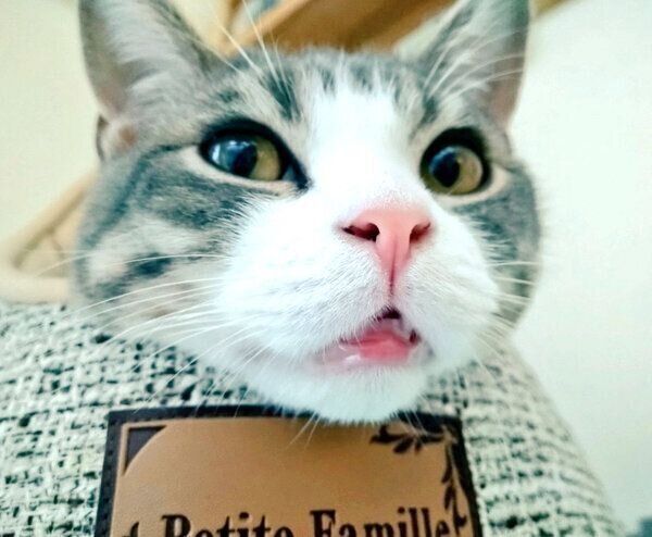 ポカン…とした表情をするあおちゃん