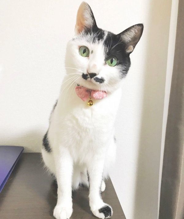 おヒゲがチャームポイントの元保護猫・ランちゃん