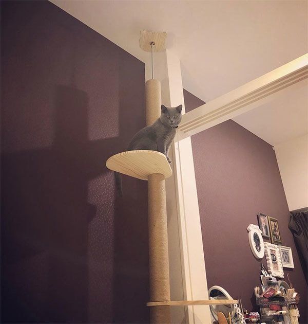 高い場所に登るブリティッシュショートヘア