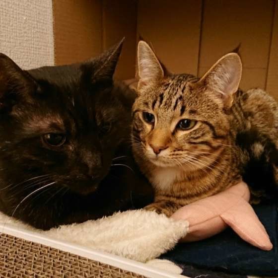 でんしんくん  MIX　黒