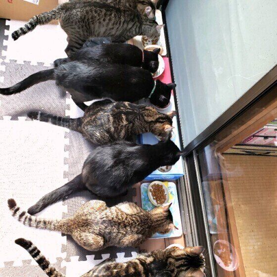 お食事中の猫たち
