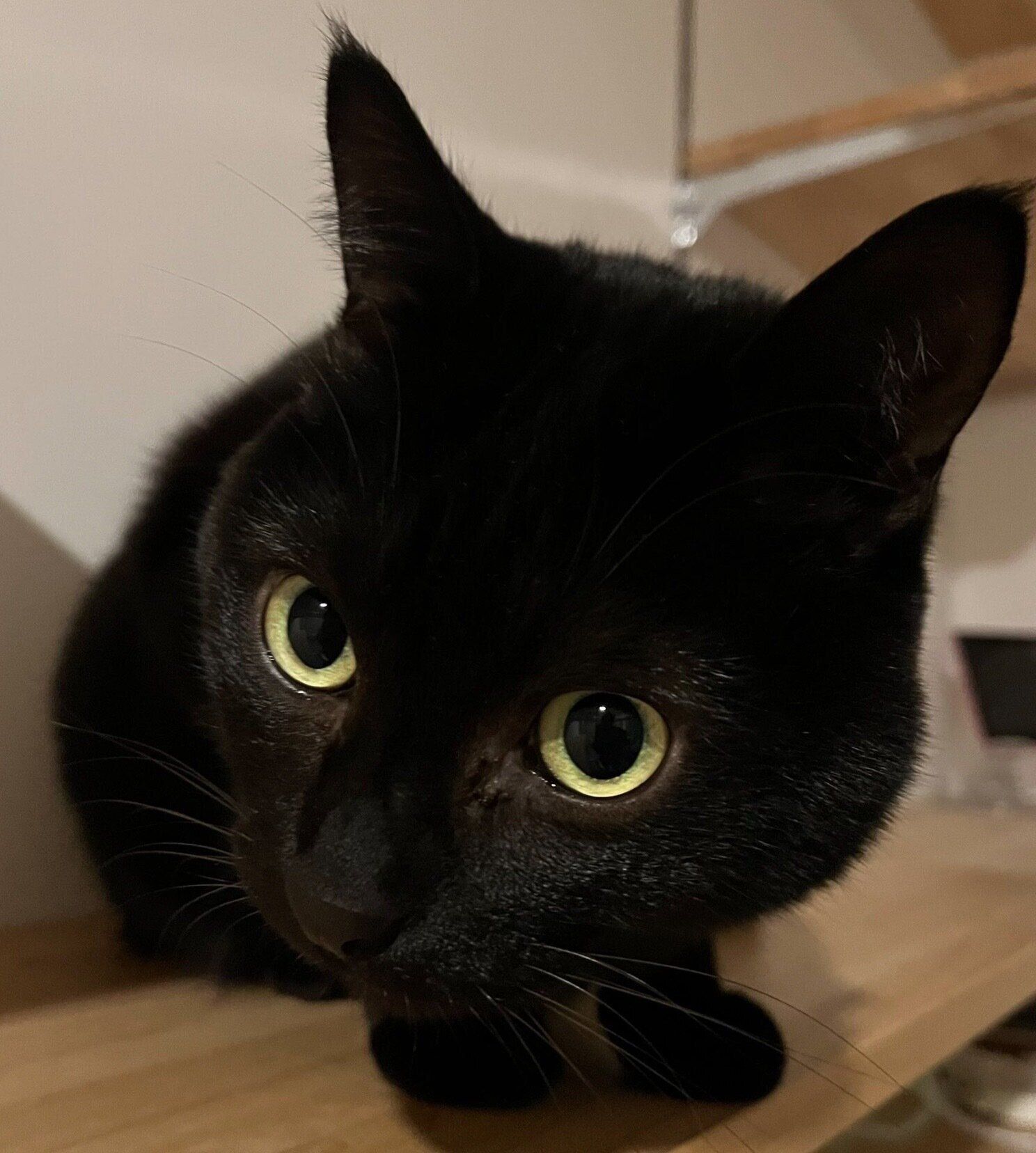 まんまるな目が可愛いクロタくん