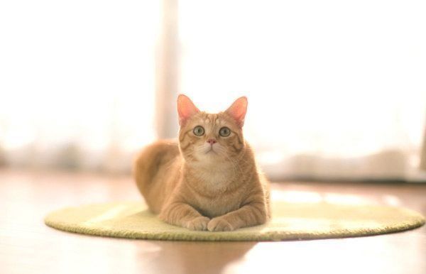 かわいい茶トラ