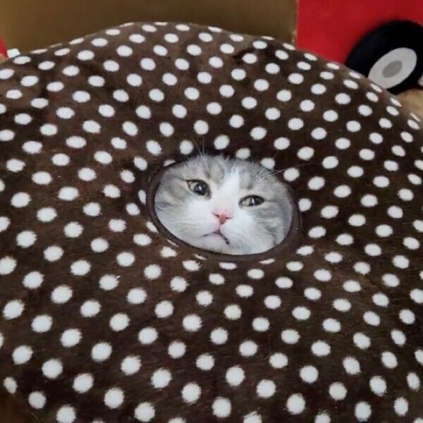 すっぽりが落ち着くシオちゃん