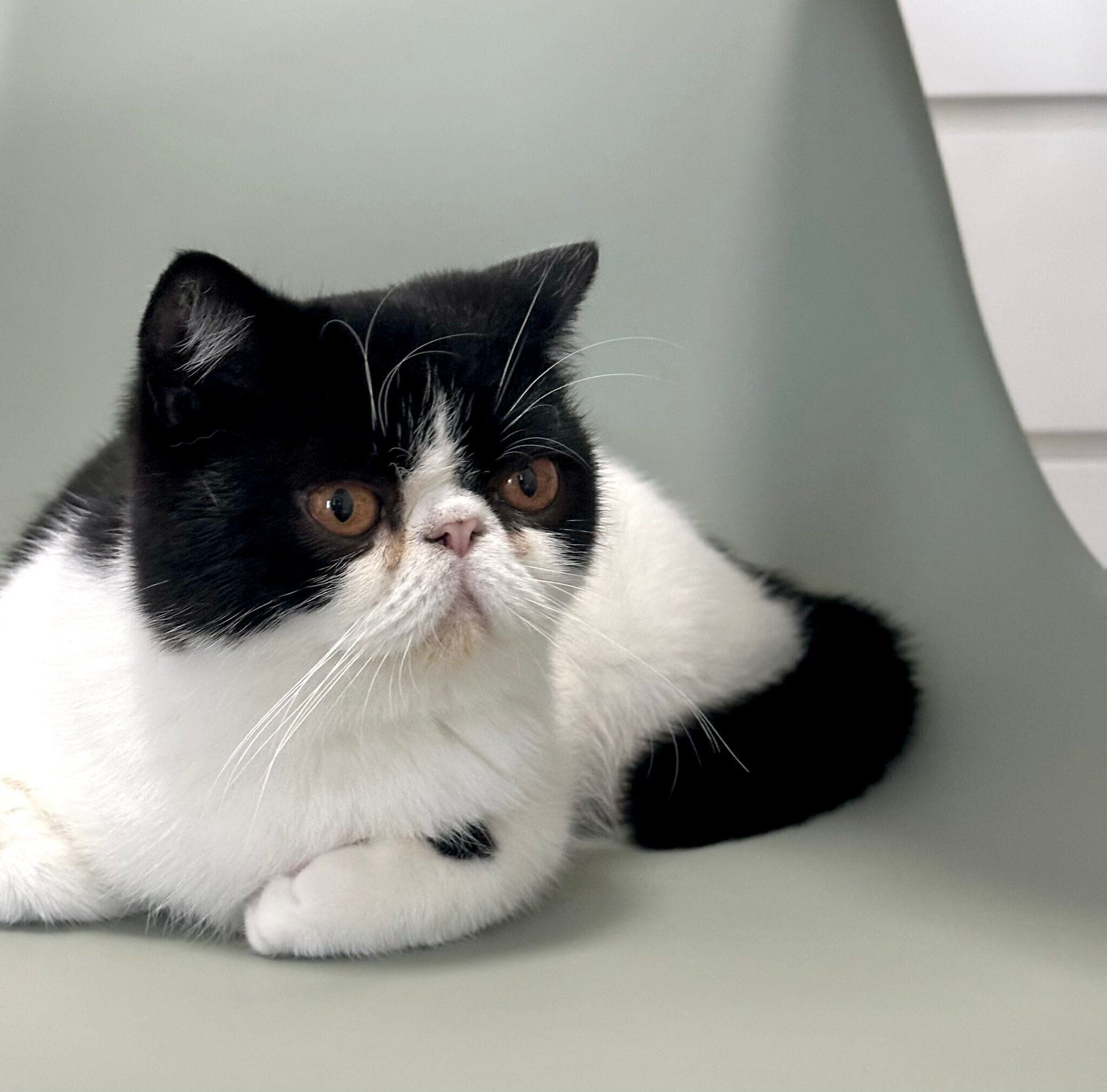 見えたらラッキー」猫の前足にあらわれた“奇跡のハートマーク”に