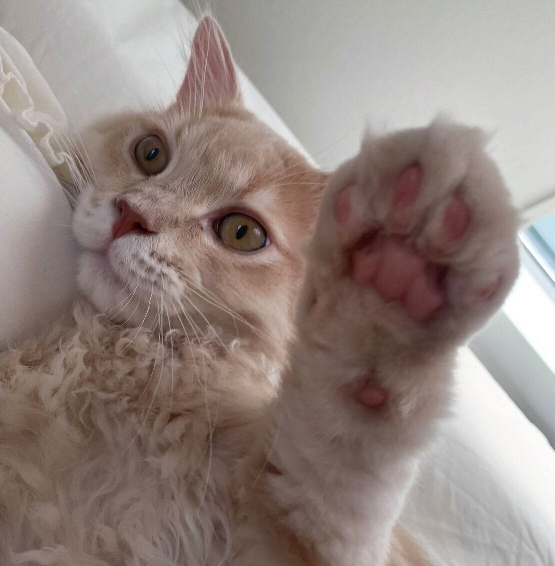 二度寝する飼い主さんのそばにいてくれるろろくん。