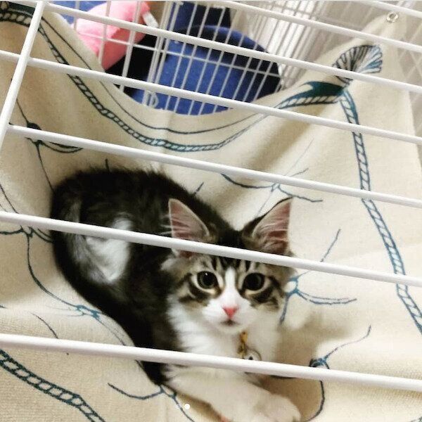 ダイソーの猫商品