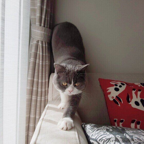 ソファーの端を歩くぐりちゃん